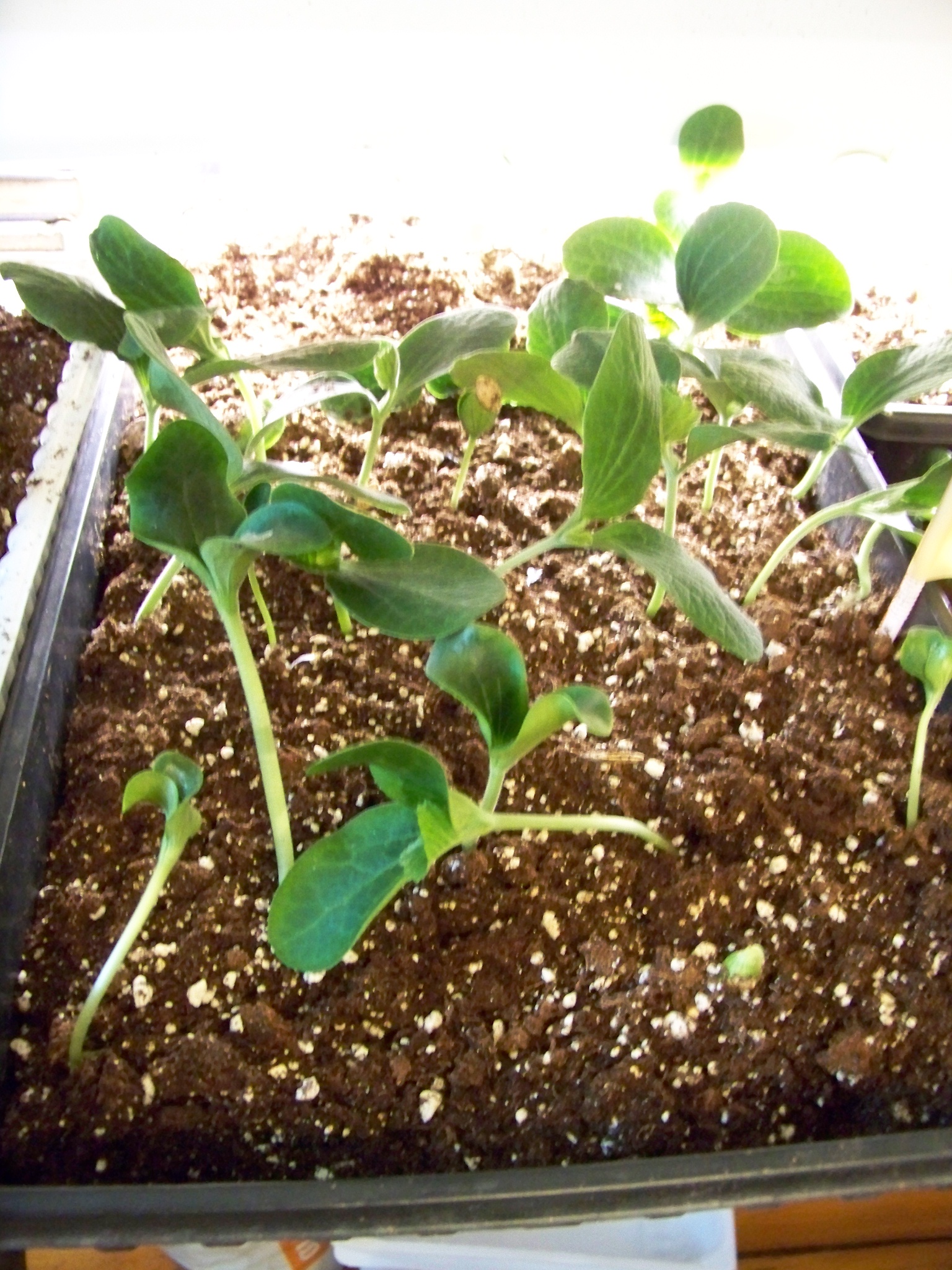 winter squash seedlings